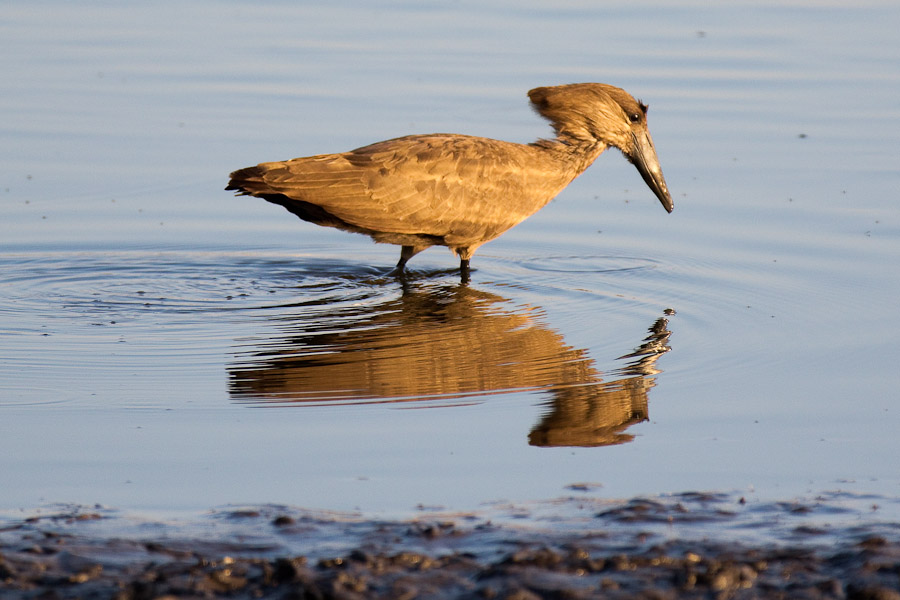 Hammerkop