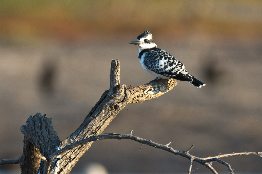 Pied kingfisher