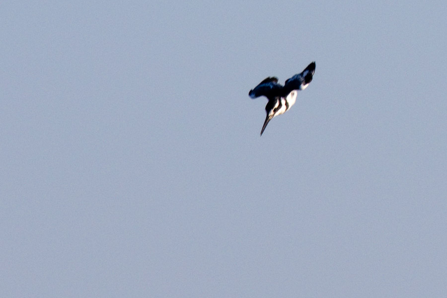 Pied kingfiher diving