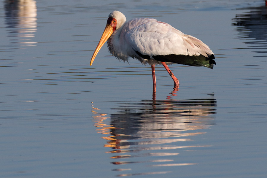 Yellow billed stork