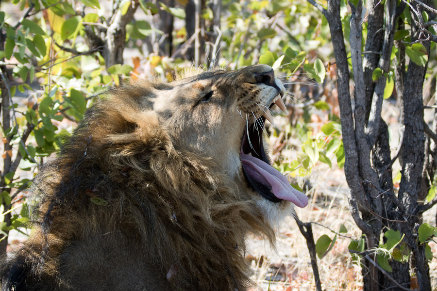 Lion yawning