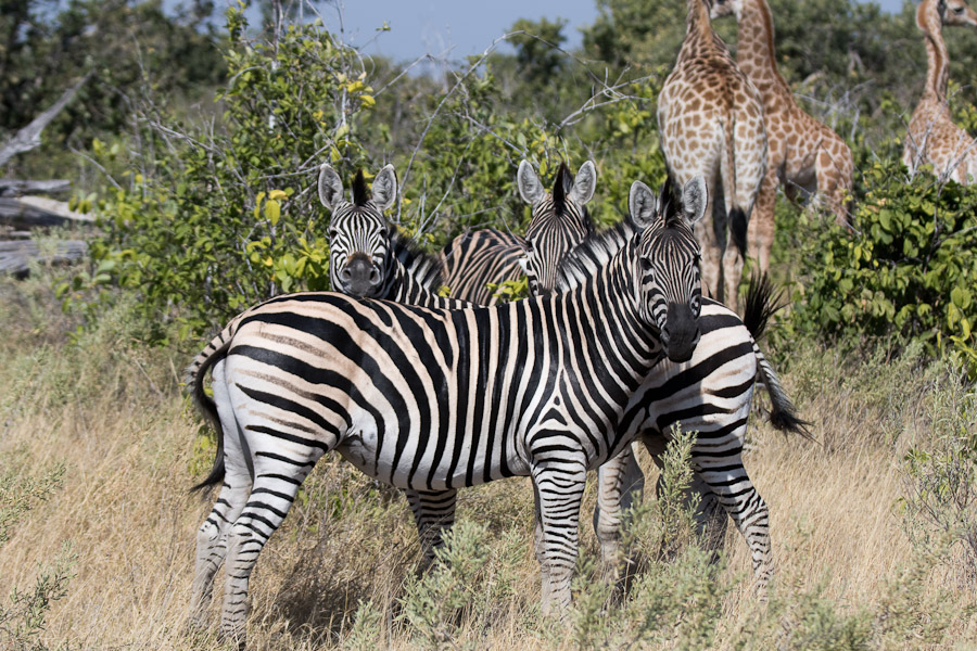 Burchell's (plains) zebras