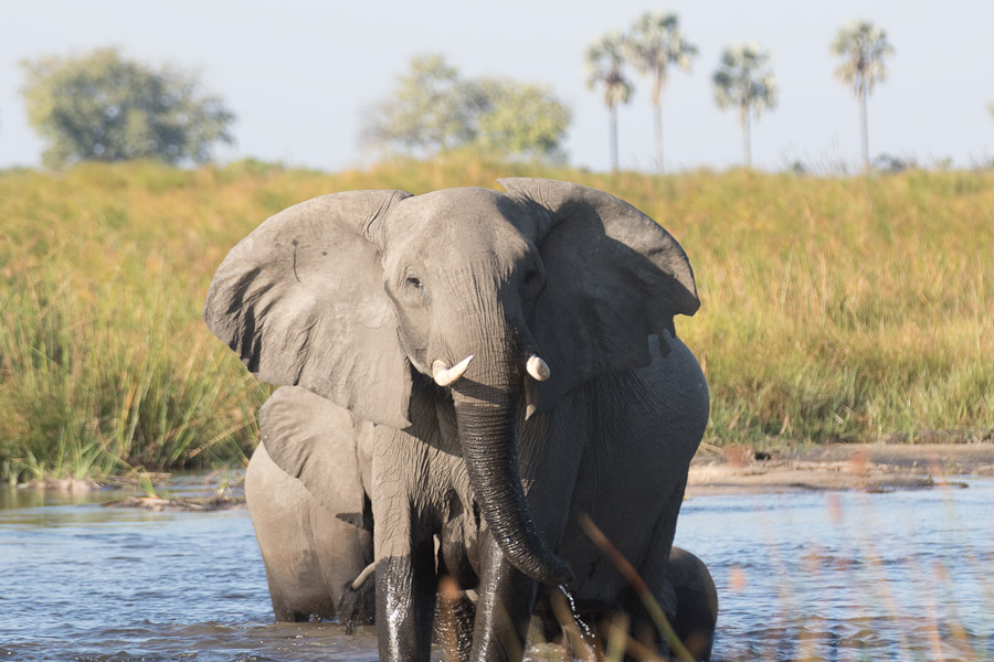 Elephants wading