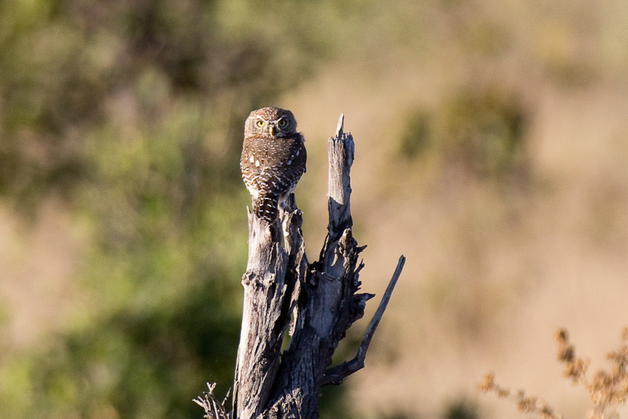 Pearl spotted owlet