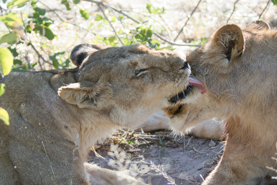 Lions grooming
