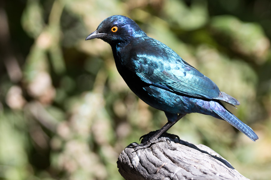 Cape glossy starling