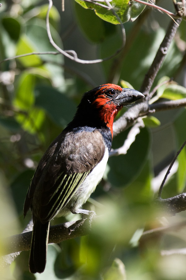 Black collared barbet