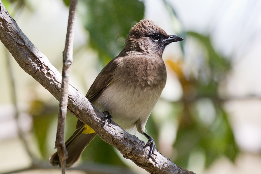 Dark capped bulbul