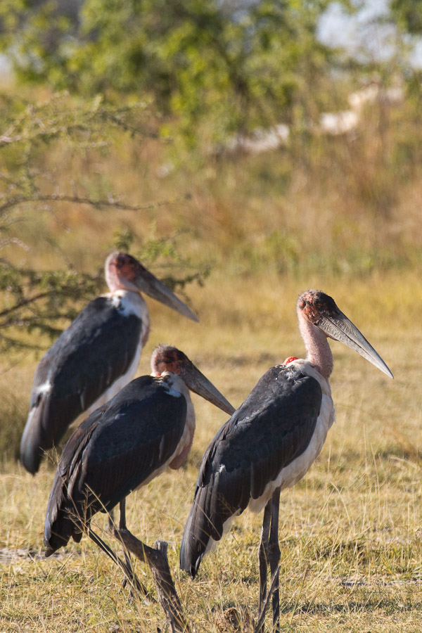 Marabou stork