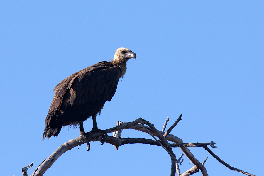 White backed vulture