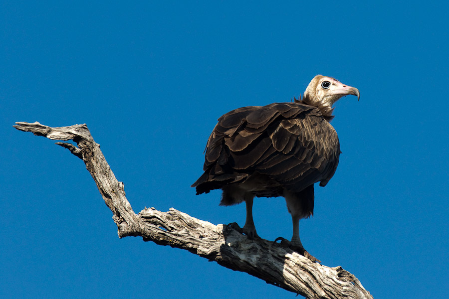 Hooded vulture