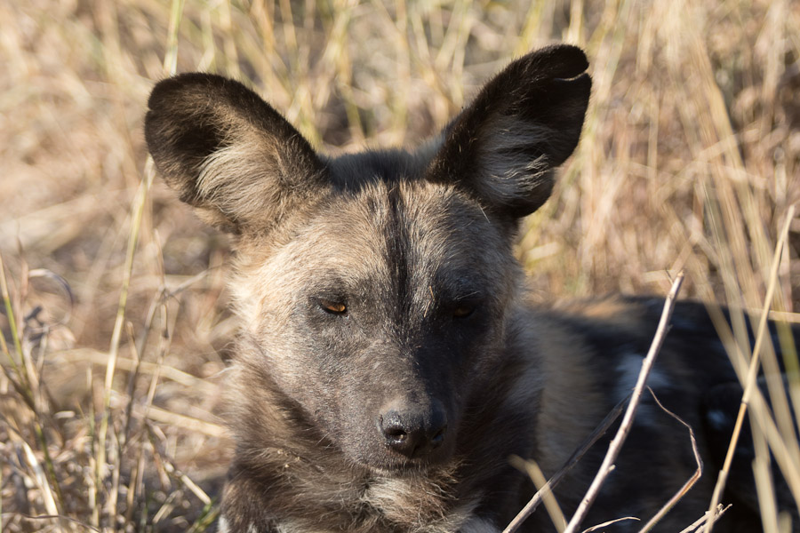 Wild dog