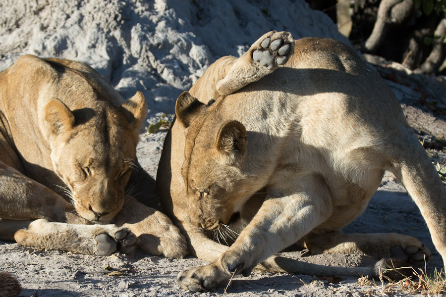 Lions grooming