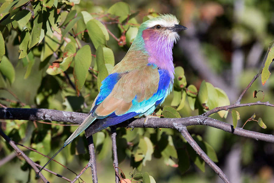 Lilac breasted roller