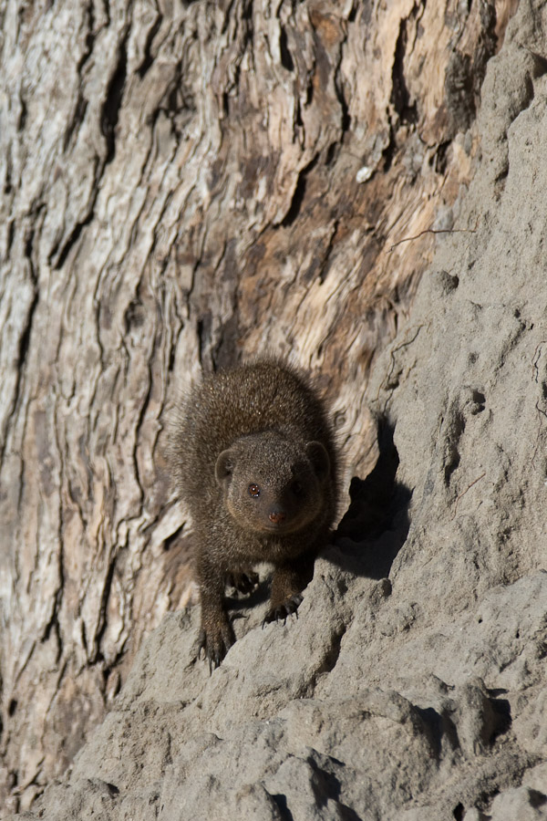 Dwarf mongoose