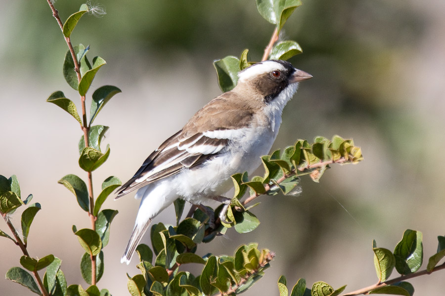 White browed sparrow weaver