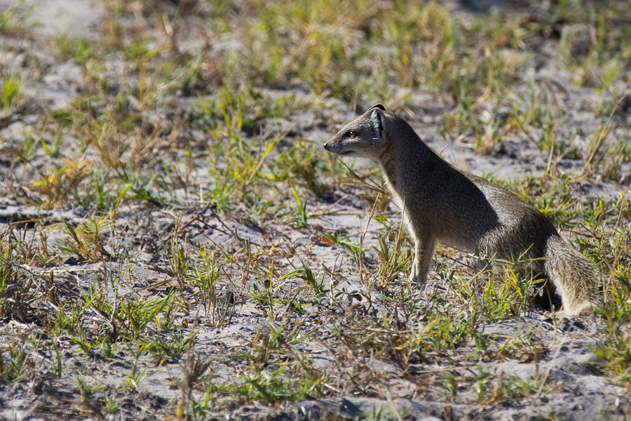 Yellow mongoose