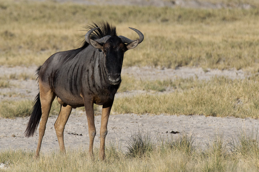 Wildebeest