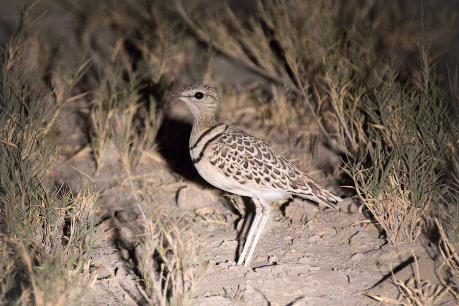 Double banded courser by spotlight