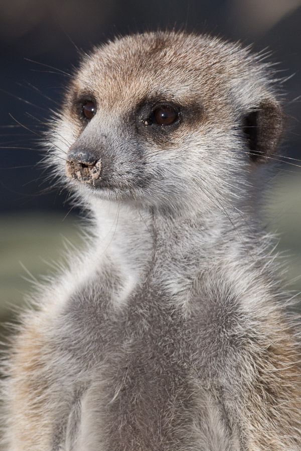 Meerkat