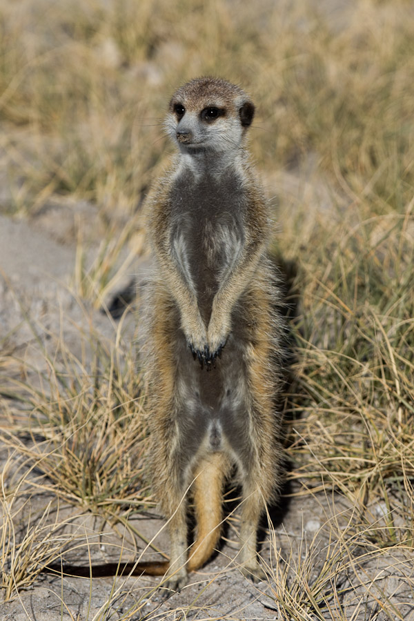 Meerkat