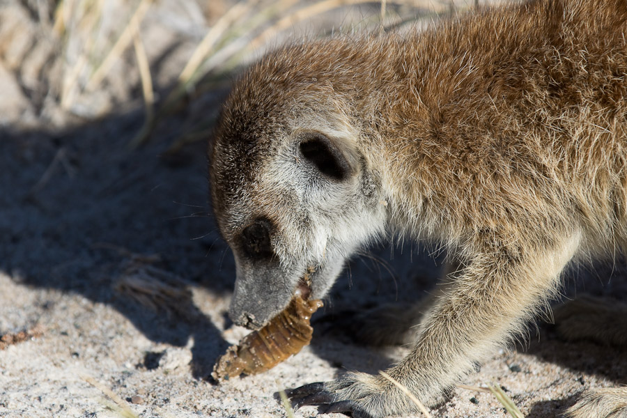 Meerkat with food