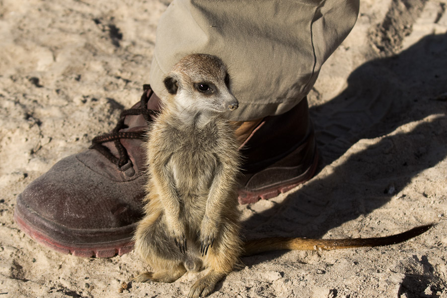 Meerkat