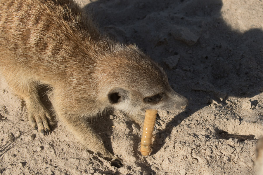 Meerkat with food