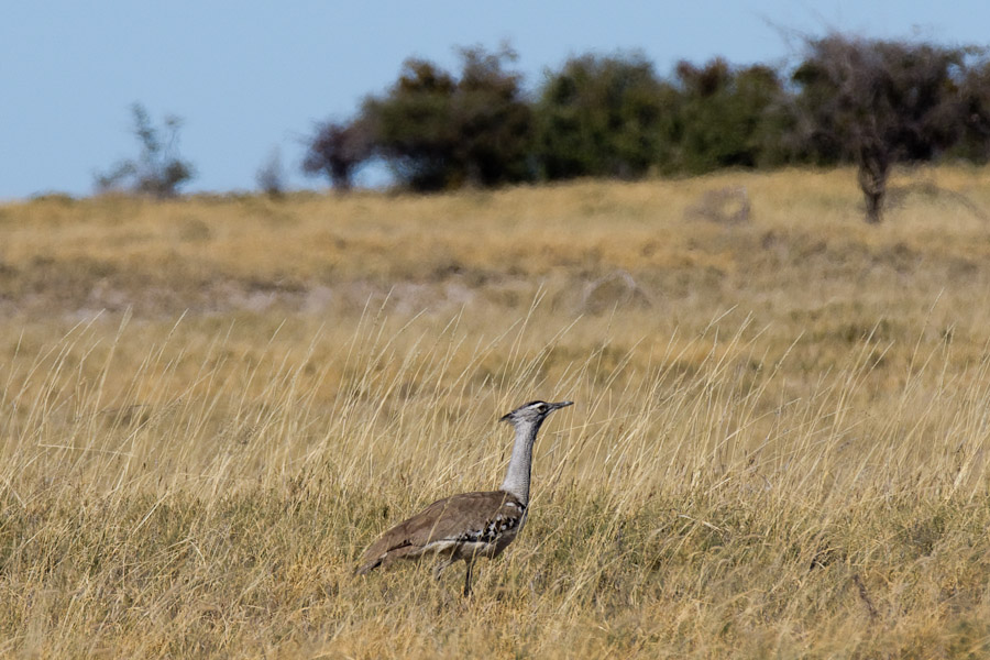 Kori bustard - the largest flying bird