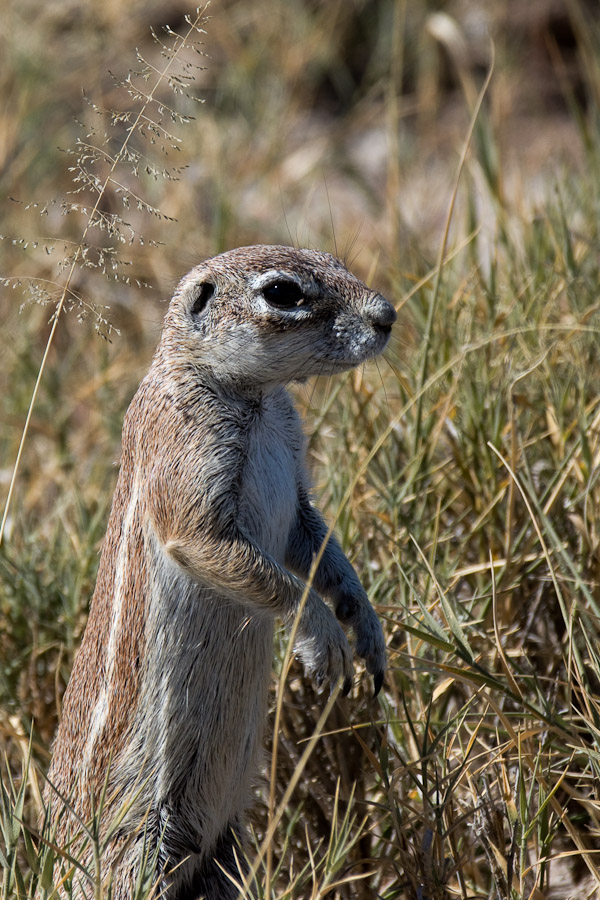 Ground squirrel