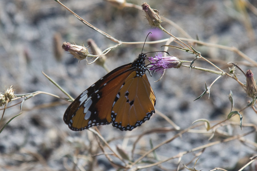 Monarch butterfly