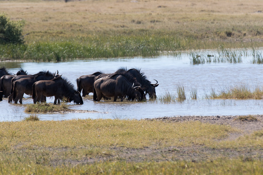 Wildebeest
