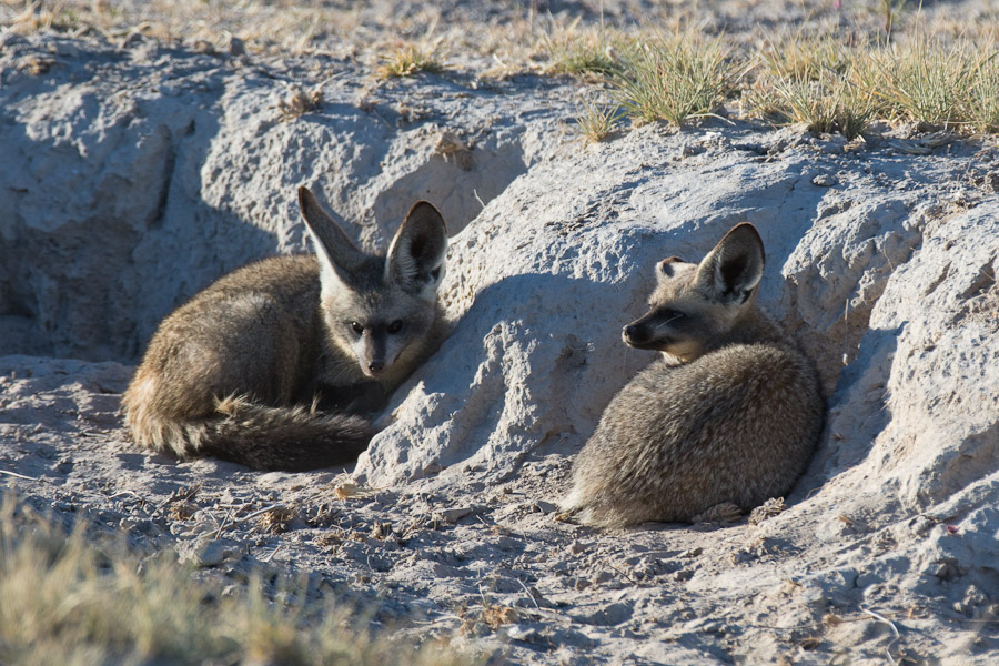 Bat eared foxes
