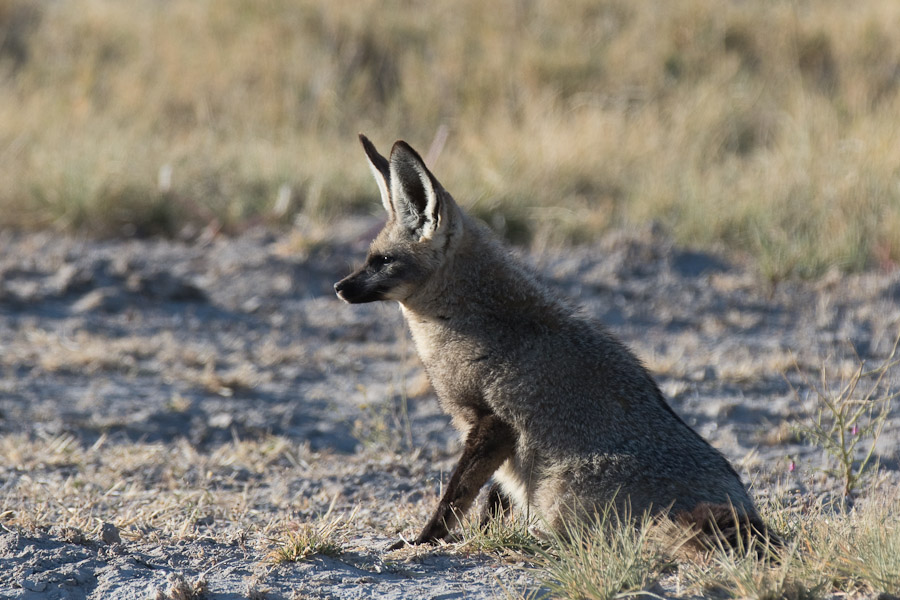 Bat eared fox