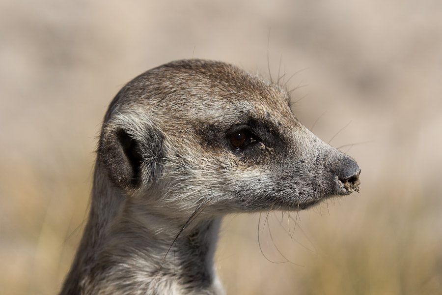 Meerkat