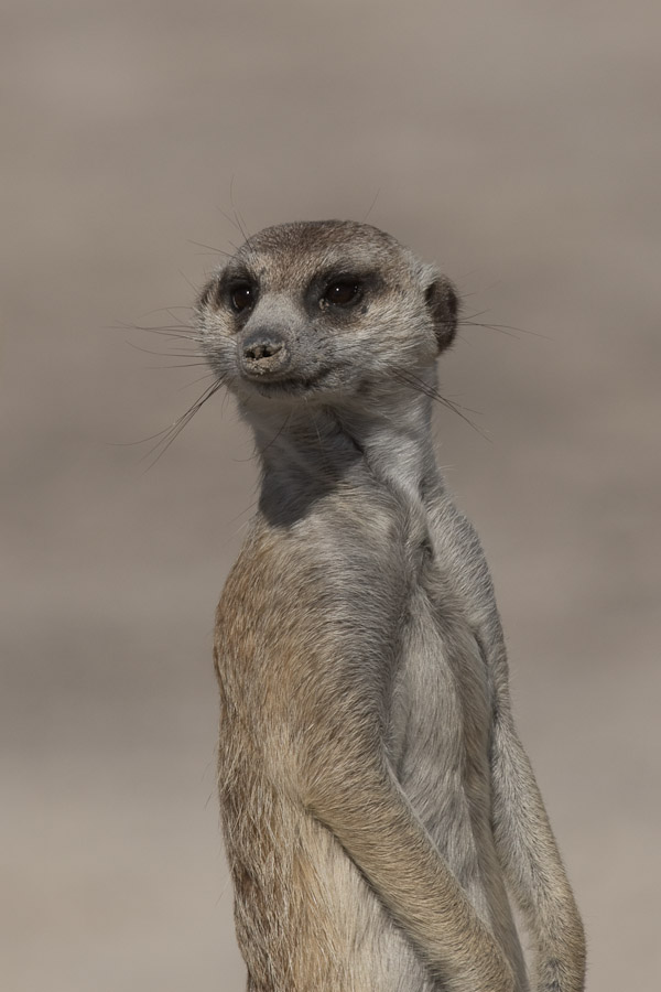 Meerkat