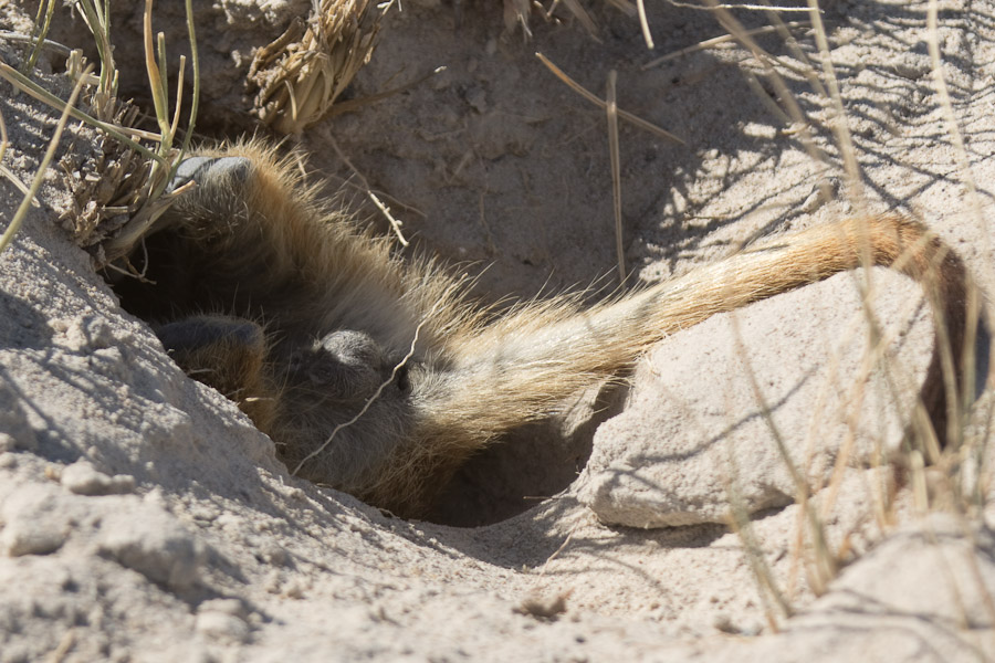 Male meerkat burrowing