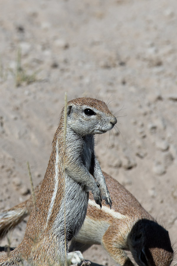 Ground squirrel