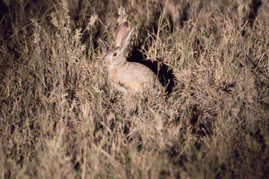 Cape hare by spotlight
