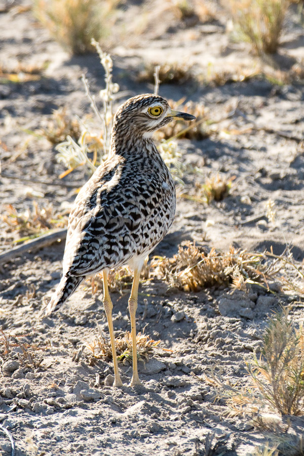 Spotted thick knee